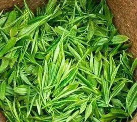 百科｜學(xué)茶入門之綠茶篇